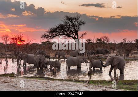 Afrikanische Elefanten, Loxodonta Africana, trinken im Fluss Khwai bei Sonnenuntergang. Khwai Konzession, Okavango Delta, Botswana Stockfoto