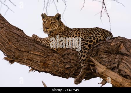 Ein Leopard, Panthera pardus, Khwai Konzession, ruht auf einem Baum in der Khwai Konzession des Okavango Deltas. Botswana. Stockfoto