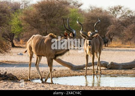 Zwei männliche Großkudus, Tragelaphus strepsiceros, am Wasserloch. Kalahari, Botswana Stockfoto