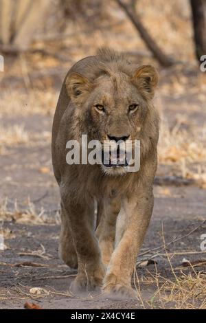 Ein männlicher Löwe, Panthera leo, geht und schaut auf die Kamera. Savuti, Chobe National Park, Botswana Stockfoto