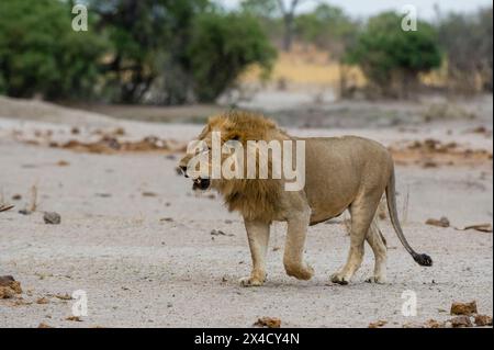 Ein männlicher Löwe, Panthera leo, der geht. Savuti, Chobe National Park, Botswana Stockfoto