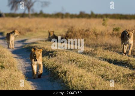 Löwen, Panthera leo, vom Marsh Pride, auf der Suche nach Nahrung. Savuti, Chobe National Park, Botswana Stockfoto