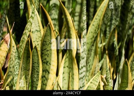 Nahaufnahme der Blätter von Sanseviera, Sansiveria oder Dracaena trifasciata, einer Pflanze, die häufig als Zierpflanze verwendet wird und auch als Schwiegermutter oder Teufelstongu bekannt ist Stockfoto