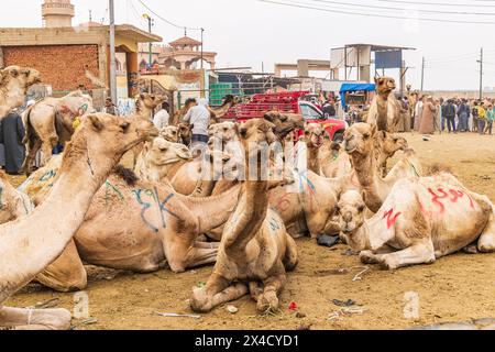 Birqash, Kairo, Ägypten. Kamele zum Verkauf auf dem Birqash Kamelmarkt außerhalb von Kairo. (Nur Für Redaktionelle Zwecke) Stockfoto