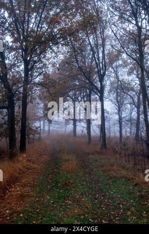 Dieses eindrucksvolle Bild fängt die vergängliche Schönheit eines in Nebel gehüllten Herbstwegs ein. Die Silhouetten von Bäumen halten sich an ihren letzten Blättern fest und stehen als stille Wächter über einem mit gefallenem Laub bewachsenen Pfad. Der Nebel umhüllt die Landschaft in eine sanfte, rätselhafte Umarmung, verdeckt die Entfernung und verleiht der vor Ihnen liegenden Reise einen Hauch von Geheimnissen. Die gedämpften Farben der Szene spiegeln den ruhigen Übergang vom Herbst zum Winter wider. Enigmatic Trail: Herbstflüsterin in the Mist. Hochwertige Fotos Stockfoto