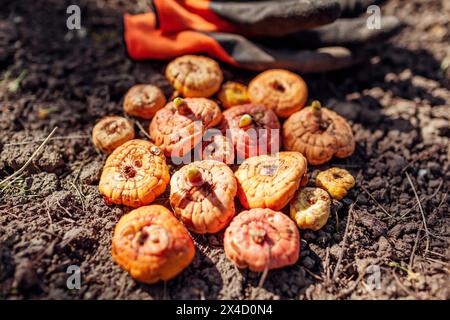 Blick von oben auf Gladiolusknollen, die zum Pflanzen bereit sind. Gelbe, orange, rosa Zwiebeln, die mit Gärtnerhandschuhen auf den Boden gelegt werden. Frühlingsgartenarbeiten Stockfoto