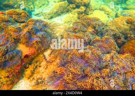 Seeanemone Tentakeln Koloniensiedlungen in ihrem natürlichen Lebensraum warme tropische Gewässer auf Felsen Korallen Riff. Stockfoto