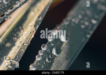 Wassertropfen auf grünem Gras mit schwarzem Hintergrund. Geringe Schärfentiefe Stockfoto