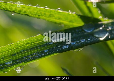 Frisches grünes Gras mit Tau-Tropfen Nahaufnahme. Naturhintergrund Stockfoto