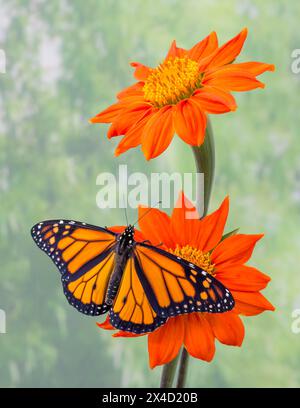 Makro eines Monarchschmetterlings (danaus plexippus) mit ausgebreiteten Flügeln, auf einer Tithonieblume (mexikanische Sonnenblume) mit weichem grünem Hintergrund Stockfoto