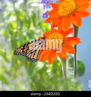 Makro eines Monarchschmetterlings (danaus plexippus), der sich an einer Tithonia (mexikanische Sonnenblume) ernährt - Flügel geschlossen Stockfoto