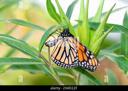 Makro eines weiblichen Monarchschmetterlings (danaus plexippus), der Eier auf einem Sumpfmilchweed legt (asclepias incarnata) - Seitenansicht Stockfoto