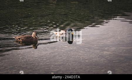 Schwimmende Enten Im Lake Rotoiti Im Nelson Lakes National Park, Neuseeland Stockfoto