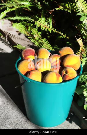 Reife große gelbe und rote Pfirsiche in einem grünen Eimer, Nahaufnahme, ein Symbol des Sommers und einer guten Ernte, natürliche leckere Früchte Stockfoto