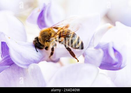 Muntendam - Ein Makrofoto einer Honigbiene auf einer Glyzinien (Wisteria). ANP / Hollandse Hoogte Venema Media niederlande aus - belgien aus Stockfoto