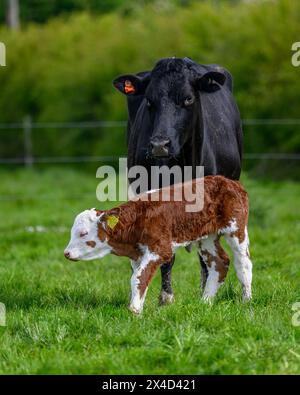 Hereford-Kalb Stockfoto