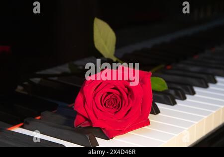 Eine leuchtend rote Rose liegt auf einer schwarz-weißen Klaviertastatur, eine Blume und Musik, Symbol der Romantik Stockfoto