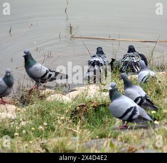 Herde von Felsentauben (Columba Livia), die auf einem See baden : (Bild Sanjiv Shukla) Stockfoto