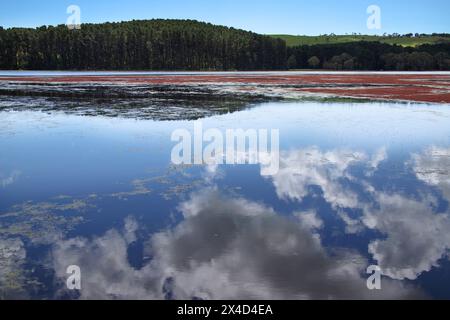 Landschaft mit See, Himmel und Wolken spiegeln sich im Wasser im Vordergrund, rote Wasserpflanzen färben den See Stockfoto