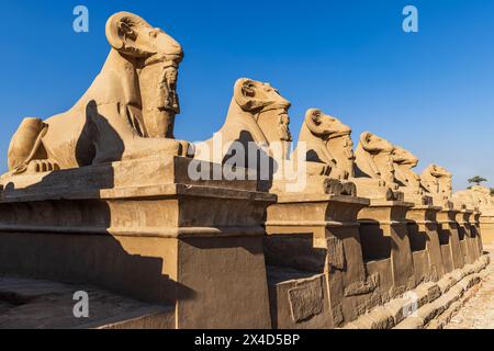 Karnak, Luxor, Ägypten. Die Avenue der Rams führte Sphinxen im Tempelkomplex Karnak. Stockfoto