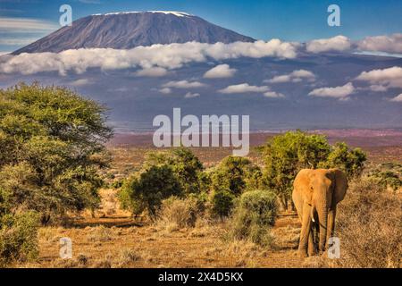 Kilimandscharo am Morgen mit Elefant, Amboseli Nationalpark, Afrika Stockfoto