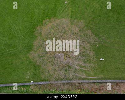 Direkt über einem großen Baum auf einem Feld im ländlichen Cumbria, Großbritannien, nach unten schauen Stockfoto