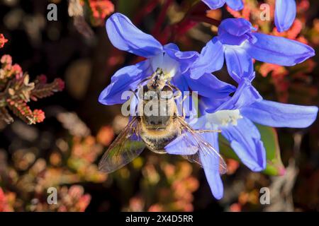 Nahaufnahme einer Drohnenfliege, die Pollen von einer atemberaubenden Bblue Sibirien Squill Flower sammelt. Stockfoto