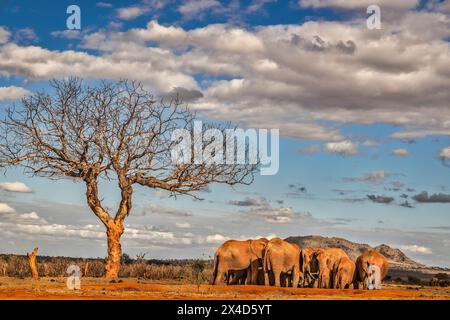Baby Elefanten Wasserloch, Tsavo West National Park, Afrika Stockfoto