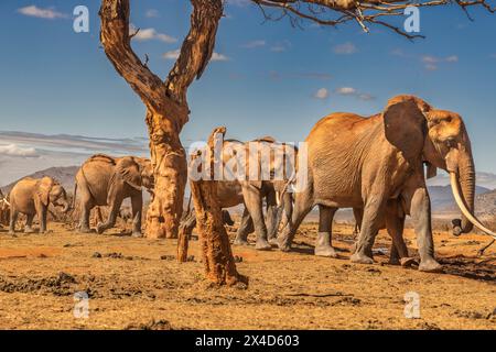 Red Elephant Train, Tsavo West National Park, Afrika Stockfoto