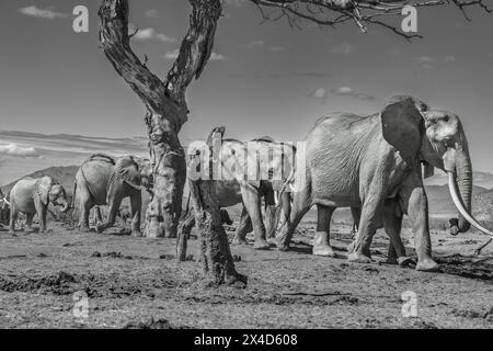 Red Elephant Train, Tsavo West National Park, Afrika Stockfoto