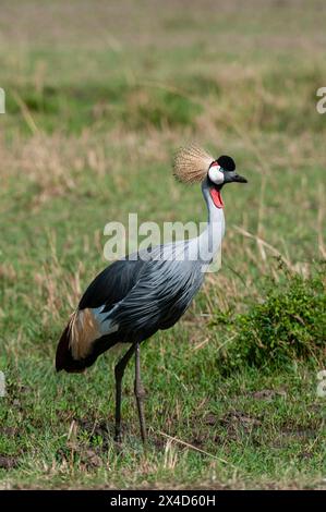 Porträt eines graugekrönten Kranichs, Balearica regulorum. Masai Mara National Reserve, Kenia. Stockfoto