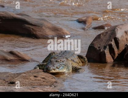 Ein Nilkrokodil, Crocodylus niloticus, ruht auf einem Flussufer. Galana River, Tsavo East National Park, Kenia. Stockfoto