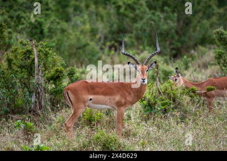 Porträt eines männlichen Impalas, Aepyceros melampus, mit einem weiteren Grasen im Hintergrund. Masai Mara National Reserve, Kenia. Stockfoto