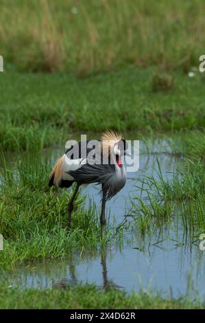 Porträt eines graugekrönten Krans, Balearica regulorum gibbericeps. Masai Mara National Reserve, Kenia. Stockfoto