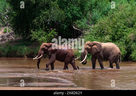 Zwei afrikanische Elefanten, Loxodonta Africana, überqueren den Galana River, Tsavo East National Park, Kenia. Stockfoto