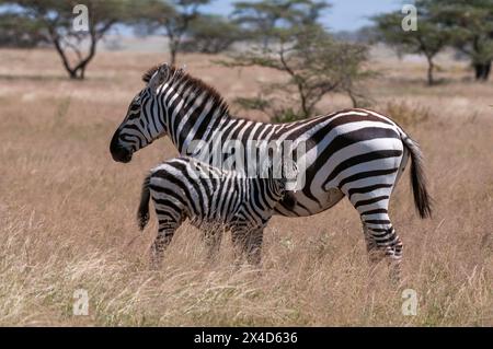 Eine Ebene oder ein gewöhnliches Zebra-hengstfohlen, Equus quagga, mit seiner Mutter. Samburu Game Reserve, Kenia. Stockfoto