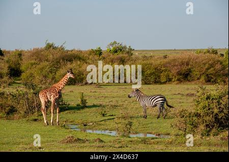 Eine Masai-Giraffe, Giraffa camelopardalis und ein gewöhnliches Zebra, Equus quagga, nähern sich einem kleinen Wasserloch, um zu trinken. Masai Mara National Reserve, Kenia. Stockfoto