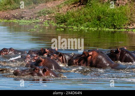 Eine Gruppe von Nilpferden, Hippopotamus amphibius, in einem Teich. Masai Mara National Reserve, Kenia. Stockfoto