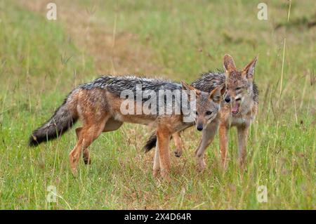 Ein Porträt von zwei schwarzen Schakalen, Canis mesomelas. Masai Mara National Reserve, Kenia. Stockfoto