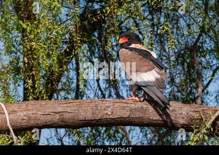 Ein Bateleur-Adler, Terathopius ecaudatus, auf einem Ast. Samburu Game Reserve, Kenia. Stockfoto