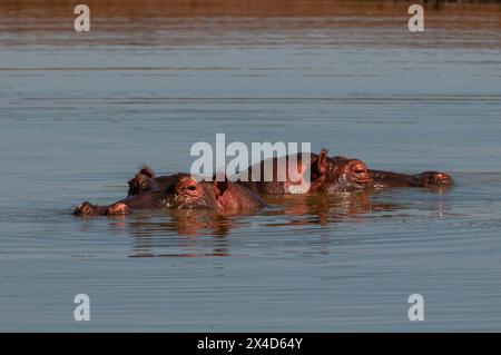 Hippopotamus, Hippopotamus amphibius, meist in einem Teich untergetaucht. Masai Mara National Reserve, Kenia. Stockfoto