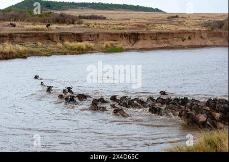 Eine Herde Gnus, Connochaetes taurinus, überquert den Fluss Mara. Masai Mara National Reserve, Kenia. Stockfoto