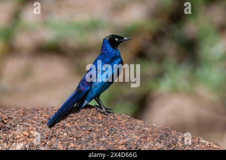 Porträt eines Ruppells Hochglanz-Sterns, Lamprotornis purpuroptera. Masai Mara National Reserve, Kenia. Stockfoto