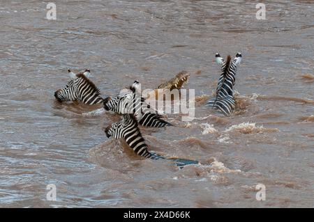 Ein Nil-Krokodil, Crocodylus niloticus, greift ein Flachzebra Equus quagga an und überquert den Mara River. Masai Mara National Reserve, Kenia. Stockfoto