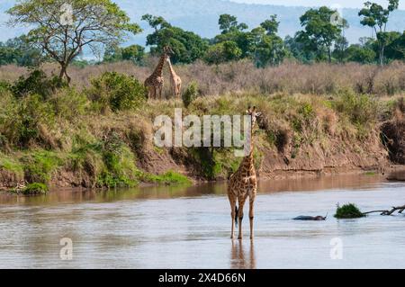 Eine Masai-Giraffe, Giraffa camelopardalis, überquert den Mara River, während zwei andere am Flussufer warten. Masai Mara National Reserve, Kenia. Stockfoto