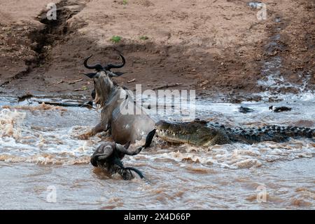 Ein Nil-Krokodil, Crocodylus niloticus, greift ein Gnus an, Connochaetes taurinus, und überquert den Mara-Fluss. Masai Mara National Reserve, Kenia. Stockfoto