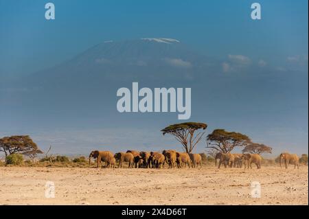 Herde afrikanischer Elefanten, Loxodonta Africana, mit dem Kilimandscharo im Hintergrund. Amboseli-Nationalpark, Kenia, Afrika. Stockfoto