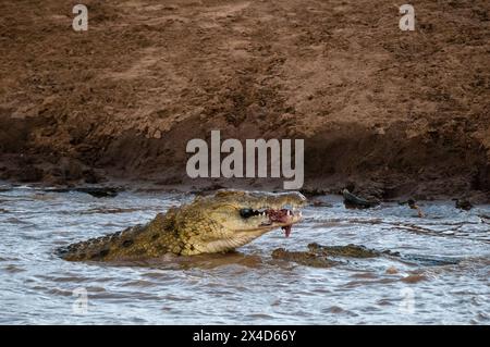 Ein großes Nil-Krokodil, Crocodylus niloticus, und zwei kleinere essen ein Zebra. Masai Mara National Reserve, Kenia. Stockfoto