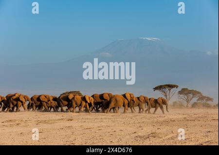 Herde afrikanischer Elefanten, Loxodonta Africana, mit dem Kilimandscharo im Hintergrund. Amboseli-Nationalpark, Kenia, Afrika. Stockfoto