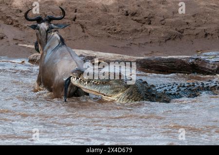 Ein Nil-Krokodil, Crocodylus niloticus, greift ein Gnus an, Connochaetes taurinus, und überquert den Mara-Fluss. Masai Mara National Reserve, Kenia. Stockfoto